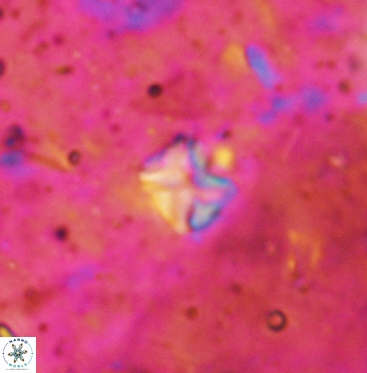 Micula vekshinae 6070