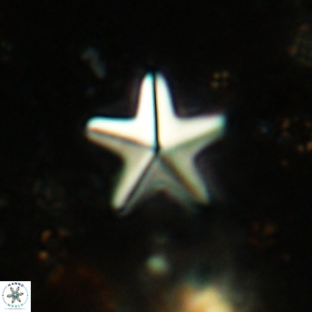 Micrantholithus bassiensis 2406