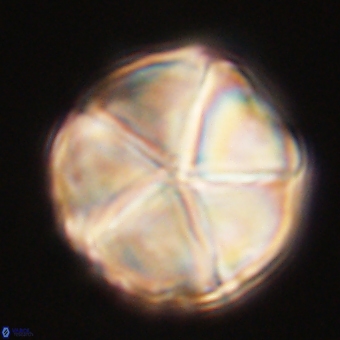 Micrantholithus disculus 67741