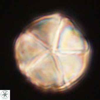 Micrantholithus disculus 67741