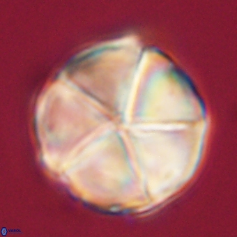 Micrantholithus disculus 67743
