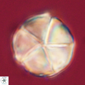 Micrantholithus disculus 67743