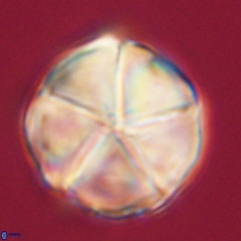Micrantholithus disculus 67744