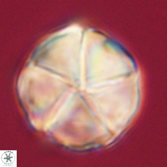 Micrantholithus disculus 67744