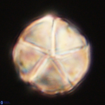 Micrantholithus disculus 67745