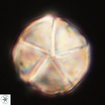 Micrantholithus disculus 67745