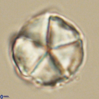 Micrantholithus disculus 67746