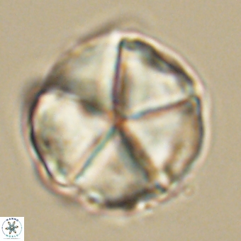 Micrantholithus disculus 67746