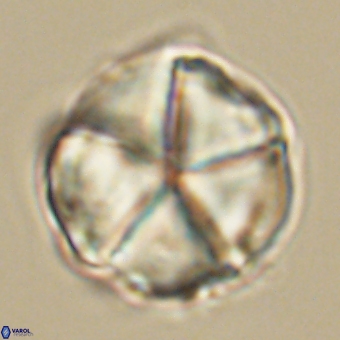Micrantholithus disculus 67747