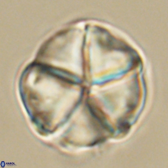 Micrantholithus disculus 67748