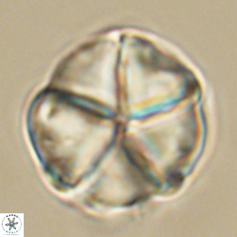 Micrantholithus disculus 67748