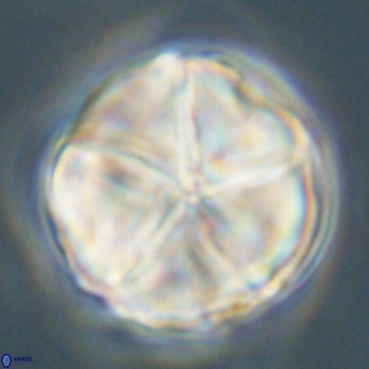 Micrantholithus disculus 67749