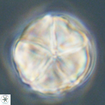 Micrantholithus disculus 67749