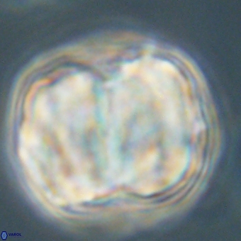 Micrantholithus disculus 67750