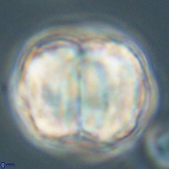 Micrantholithus disculus 67751