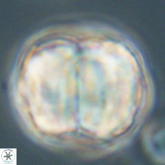 Micrantholithus disculus 67751