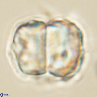 Micrantholithus disculus 67753