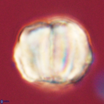 Micrantholithus disculus 67755