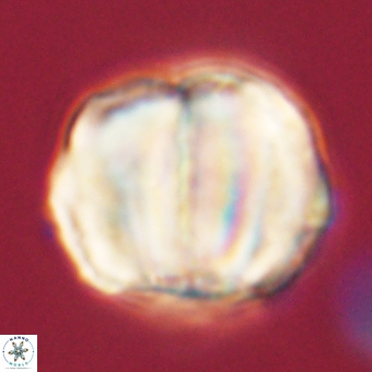 Micrantholithus disculus 67755