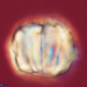 Micrantholithus disculus 67756