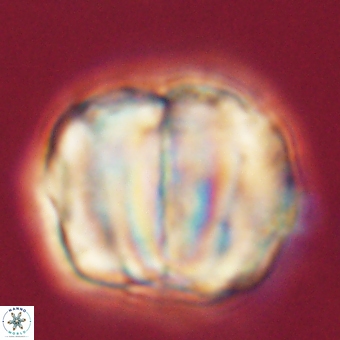 Micrantholithus disculus 67756
