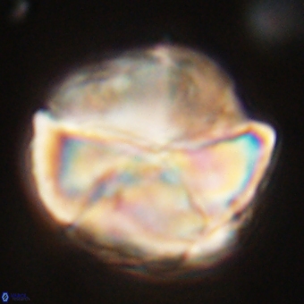 Micrantholithus disculus 67759