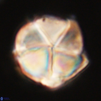 Micrantholithus disculus 67760