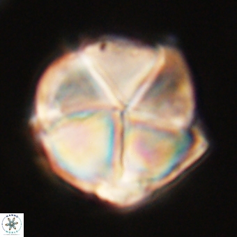 Micrantholithus disculus 67760