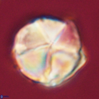 Micrantholithus disculus 67761