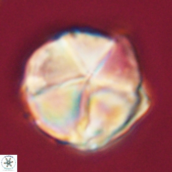 Micrantholithus disculus 67761