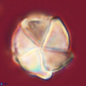Micrantholithus disculus 67762