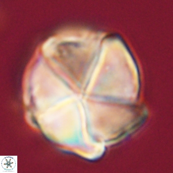Micrantholithus disculus 67762
