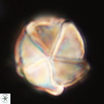 Micrantholithus disculus 67763