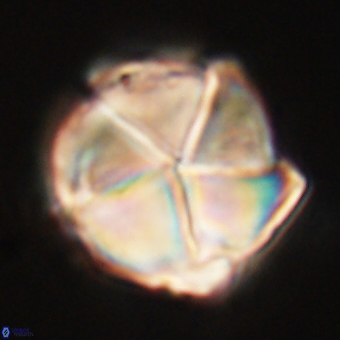 Micrantholithus disculus 67764