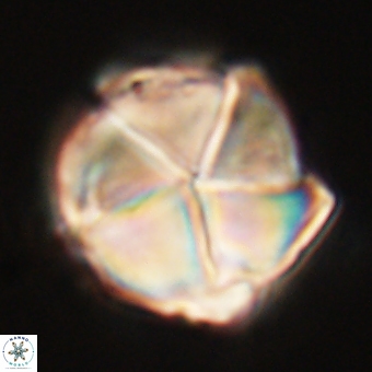 Micrantholithus disculus 67764