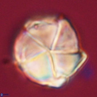 Micrantholithus disculus 67765