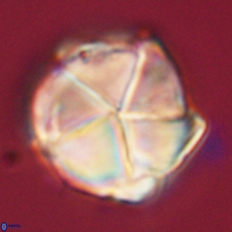 Micrantholithus disculus 67766