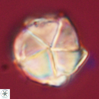 Micrantholithus disculus 67766