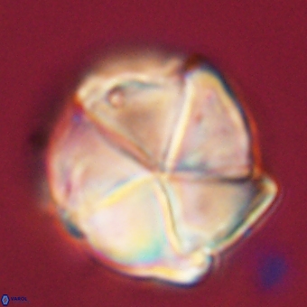 Micrantholithus disculus 67767