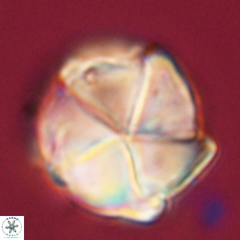 Micrantholithus disculus 67767