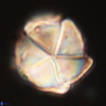 Micrantholithus disculus 67768
