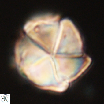 Micrantholithus disculus 67768