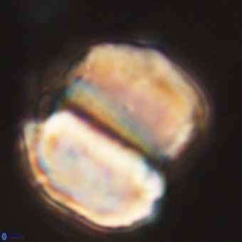 Micrantholithus disculus 67769