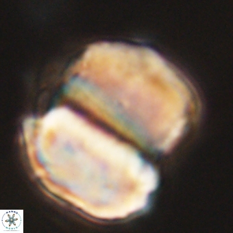 Micrantholithus disculus 67769