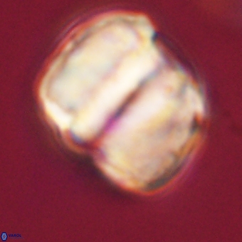 Micrantholithus disculus 67771