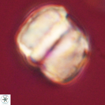 Micrantholithus disculus 67771