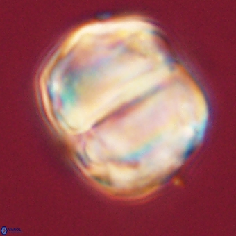 Micrantholithus disculus 67772