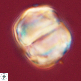 Micrantholithus disculus 67772