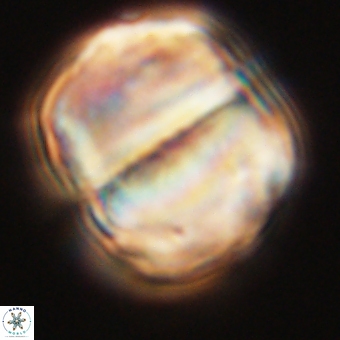 Micrantholithus disculus 67773