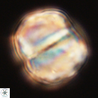 Micrantholithus disculus 67774